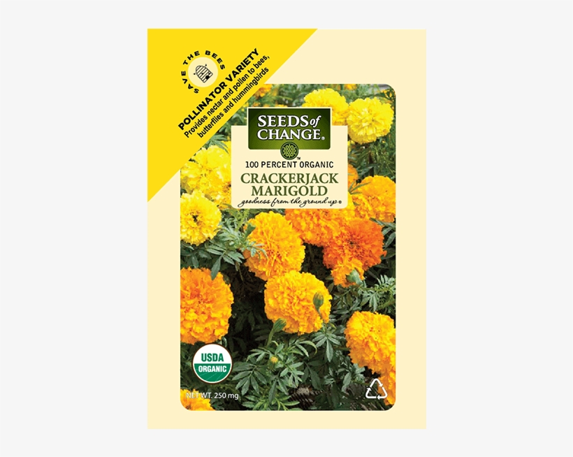 Organic Crackerjack Marigold Flower Seeds - Seeds Of Change, transparent png #9671369