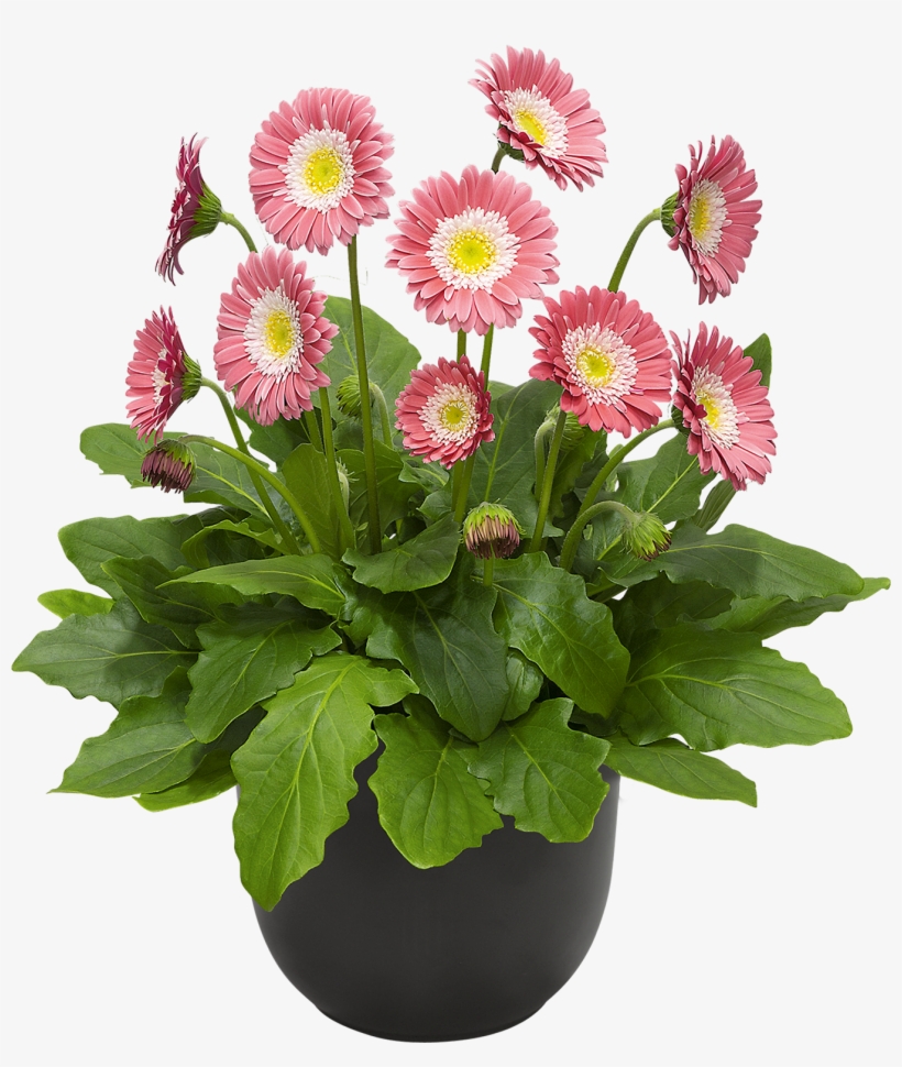 Hoge Resolutie Afbeelding, Download Bestand - Barberton Daisy, transparent png #9671555