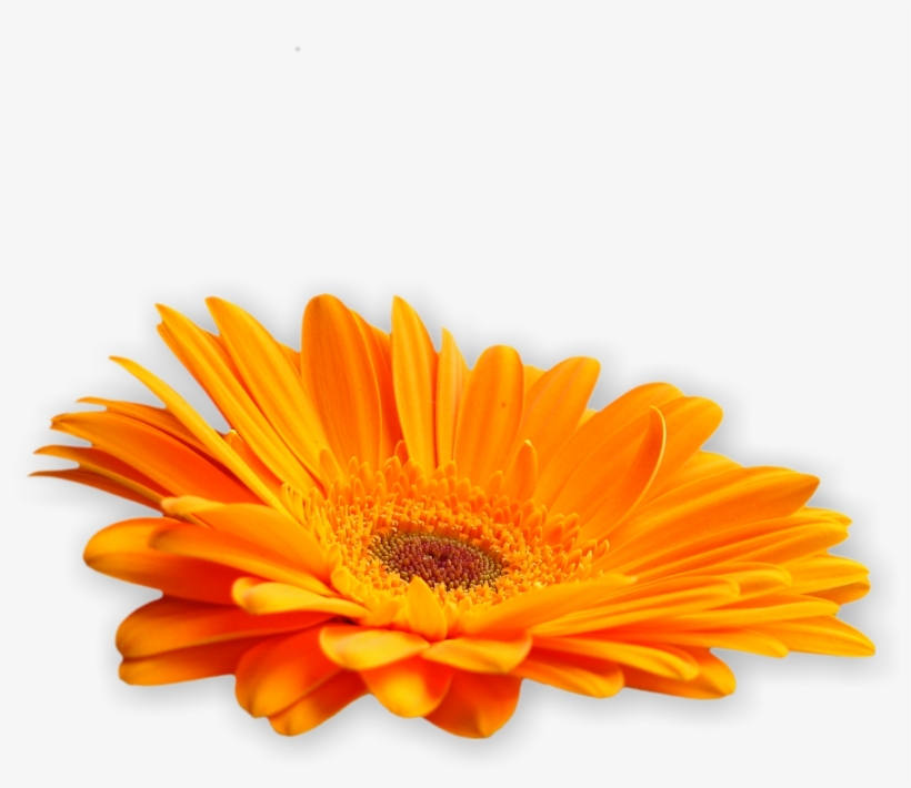 Flowers Of Grace - Amber Romance Flower, transparent png #9671647