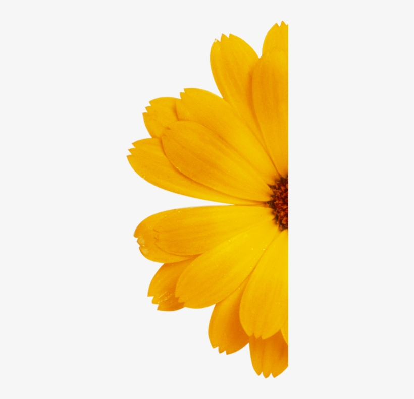 Discover The Range - English Marigold, transparent png #9672111