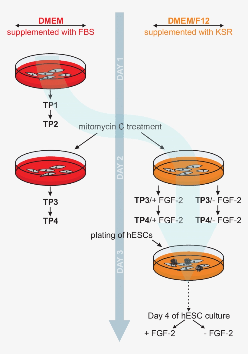 Schematic Of Human Embryonic Stem Cell Culture - Circle, transparent png #9672313