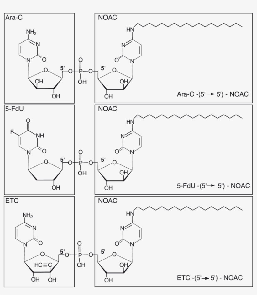 Chemical Structures Of The 5¢ → 5¢ Phosphodiester Duplex - Diagram, transparent png #9672352