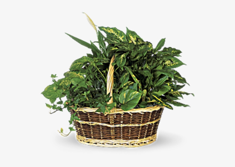 Large Garden Basket - Dish Garden Plants, transparent png #9672778