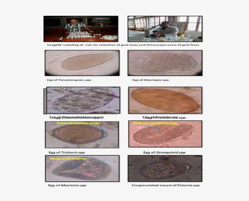 Figure - Chocolate Cake, transparent png #9672870