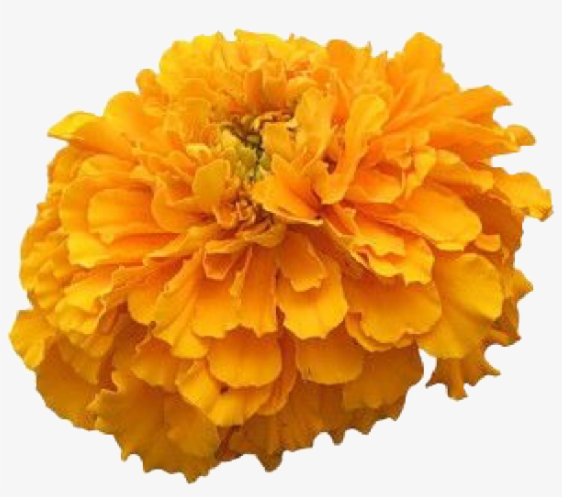 Tagetes Patula, transparent png #9673521