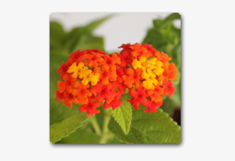 Lantana Red Haldi Kumkum Plant, transparent png #9673971