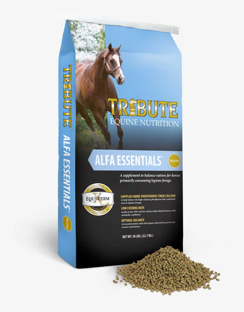 Alfa Essentials - Tribute Seniority, transparent png #9676111
