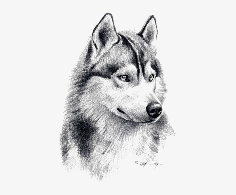 Drawn Husky Sketches - Pencil Drawing Husky, transparent png #9677233