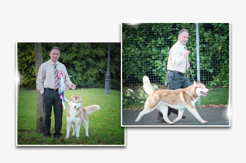 Breed Standard Siberian-husky Breed Standard Siberian - Ancient Dog Breeds, transparent png #9677400