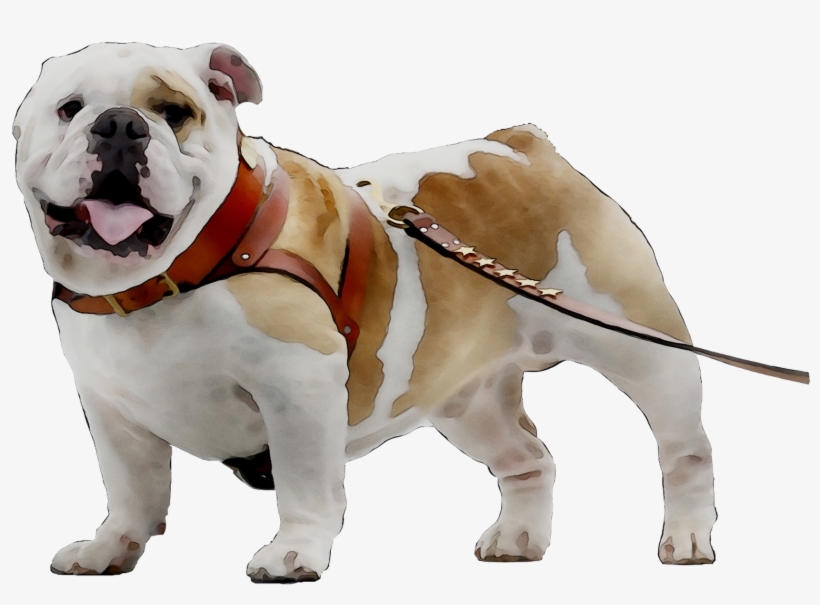 Toy Bulldog Breed Dog Companion Bulldogge Olde Clipart - Olde English Bulldogge, transparent png #9678222