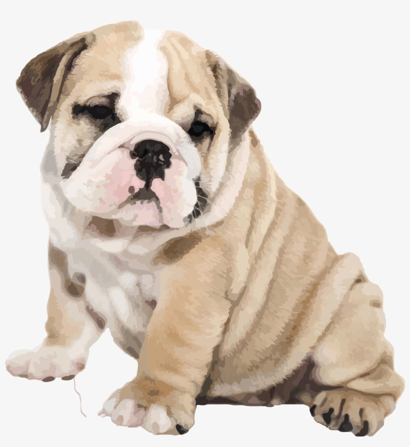 Bulldog Png, transparent png #9678560