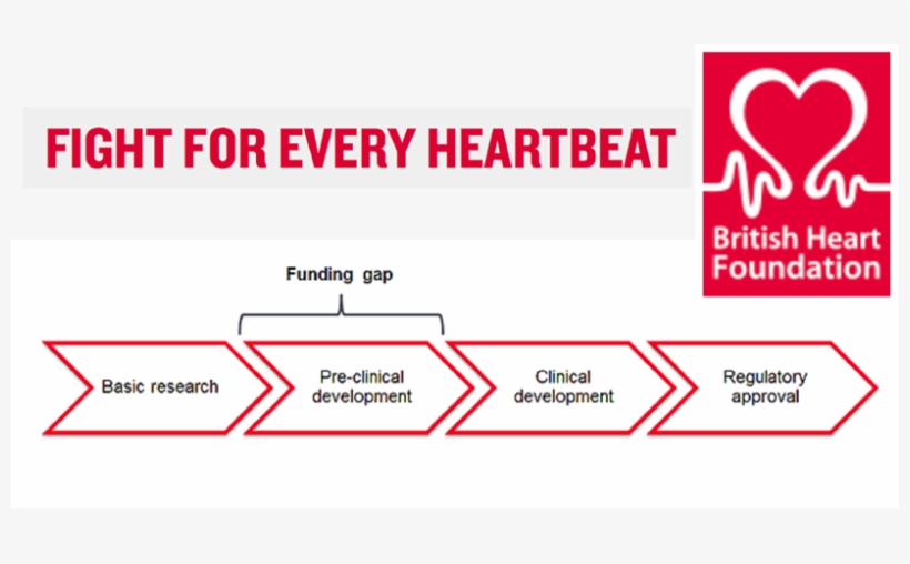 Bhftranslationweb - British Heart Foundation, transparent png #9678991