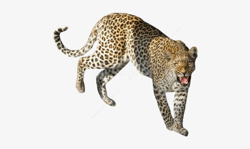 Free Png Leopard Standing Png Images Transparent - Sitting Leopard Png, transparent png #9679908