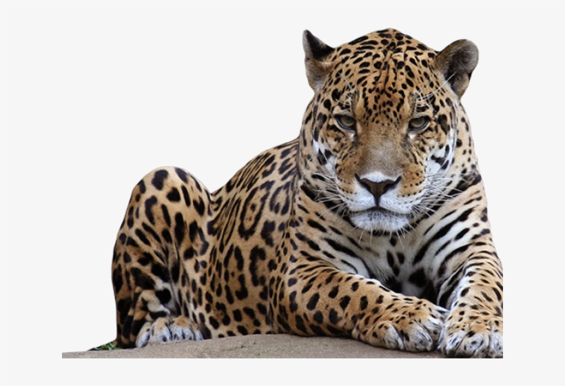 Animals Which Kill The Most Humans, transparent png #9680033