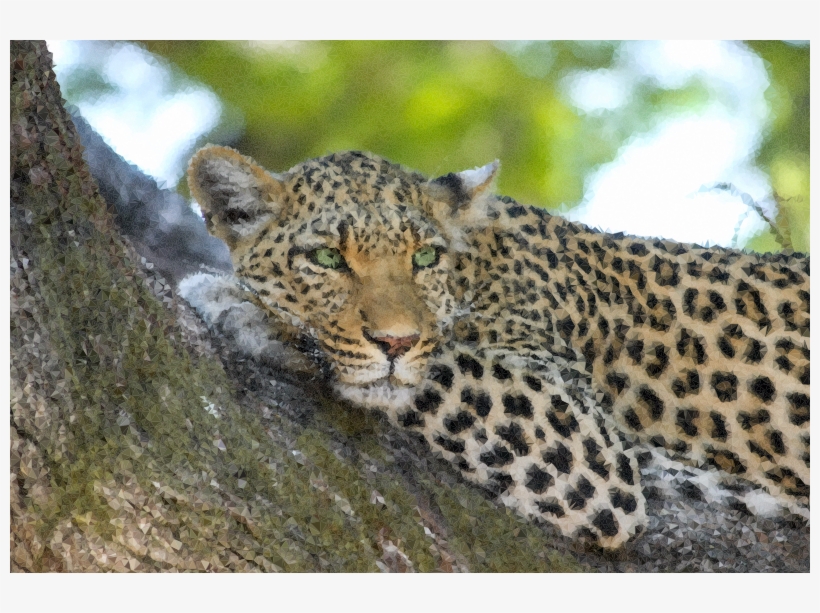 Medium Image - Best Leopard, transparent png #9680309