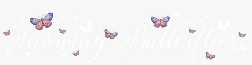 Follow Me On Instagram - Pieridae, transparent png #9681632