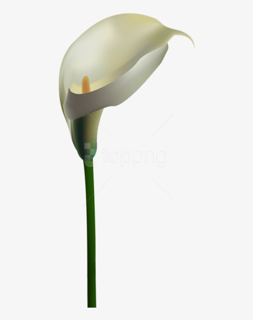Free Png Download Calla Lily Transparent Png Images - Arum, transparent png #9682808