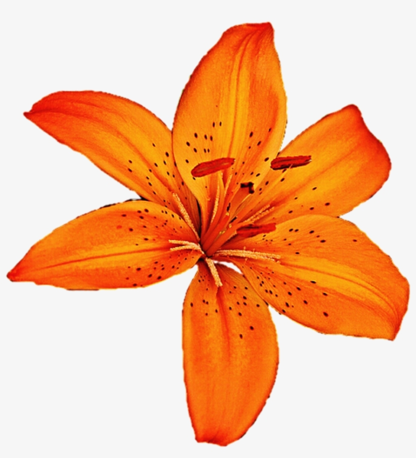 Lily Clipart Tiger Lily - Tiger Lily Flower Png, transparent png #9682911
