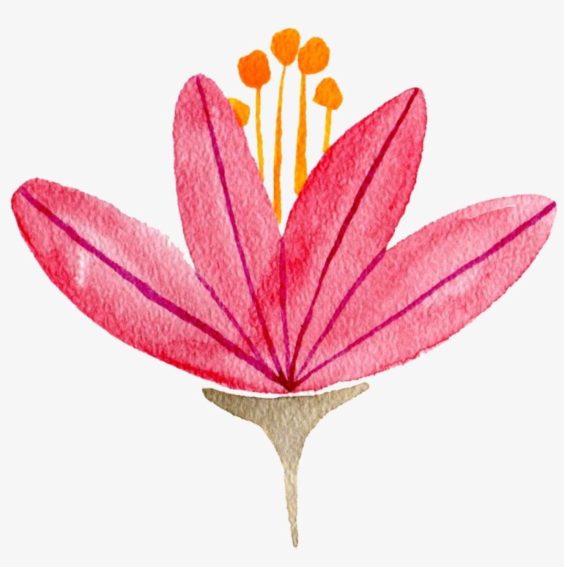 Pink Lily - Illustration, transparent png #9683092