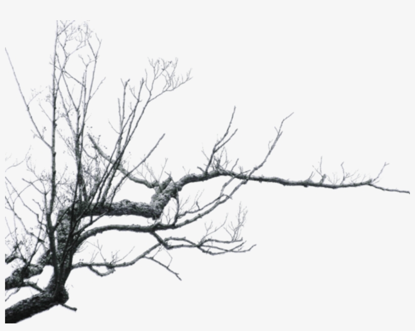 Ftestickers Sticker - Branch Png, transparent png #9683167