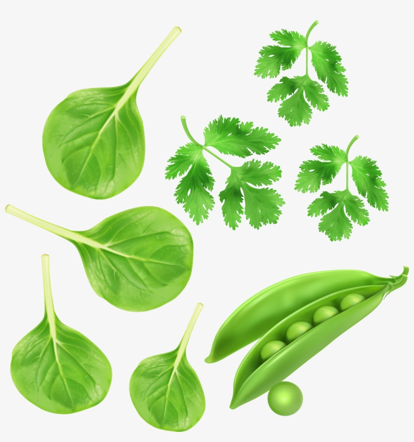 Spinach Green - Transparent Green Vegetables Png, transparent png #9684652