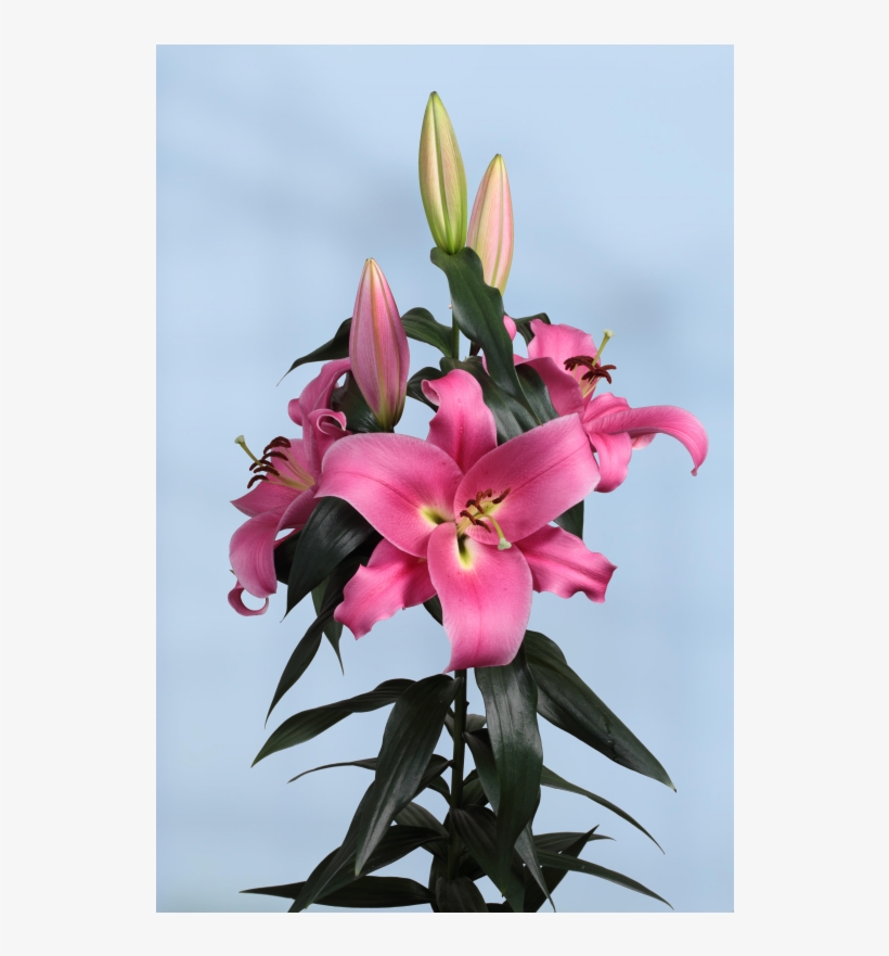 Lily, transparent png #9685628