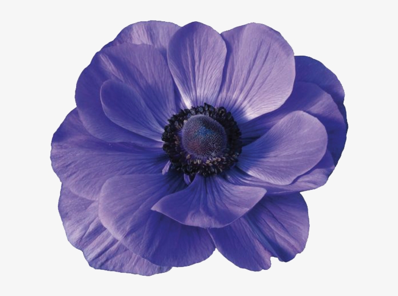 Anemones - Anemone Flower Png, transparent png #9686766