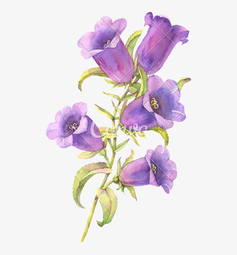 Blue Bell Flowers - Blue Bell Flower, transparent png #9686815