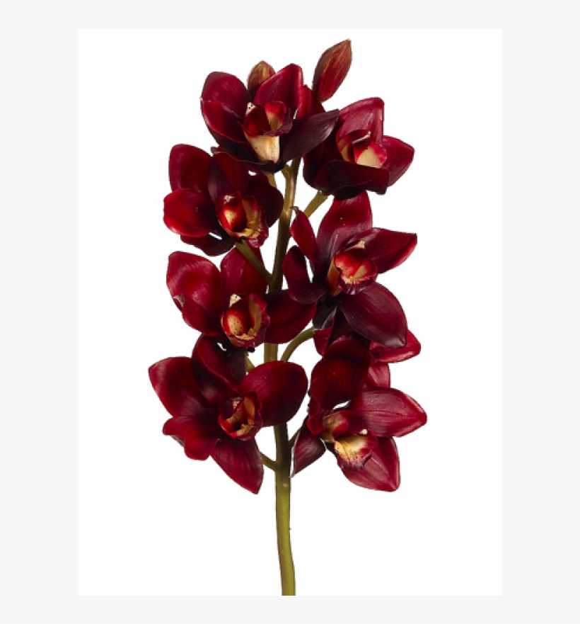 800 X 800 1 - Burgundy Colour Flower, transparent png #9687210