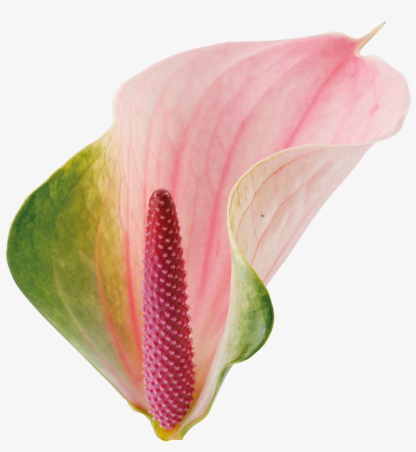 Agnieszka Kwiat - Anthurium Png, transparent png #9687380