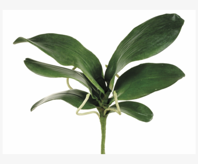 15" Large Phalaenopsis Orchid Leaf Spray With 6 Leaves - Orchid Leaves Png, transparent png #9687600