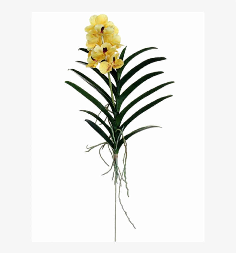 28" Vanda Orchid Plant Yellow - Orchids Of The Philippines, transparent png #9688007