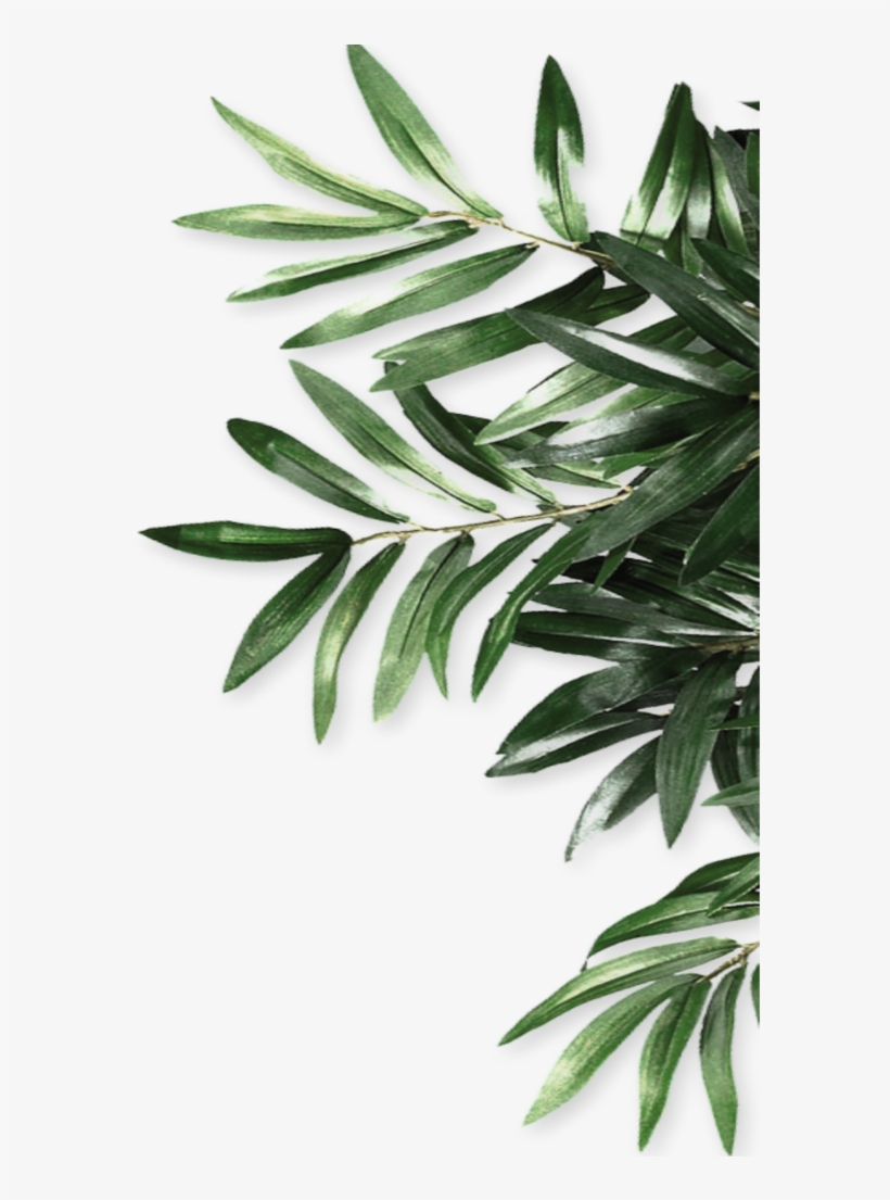 #mq #green #leaf #leaves #border #borders - Olive Leaves Png Border, transparent png #9688436