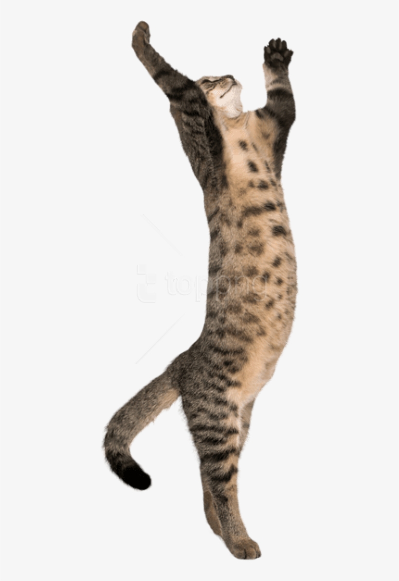 Free Png Download Cat On Two Legs Transparent Png Images - Cat Transparent, transparent png #9688877