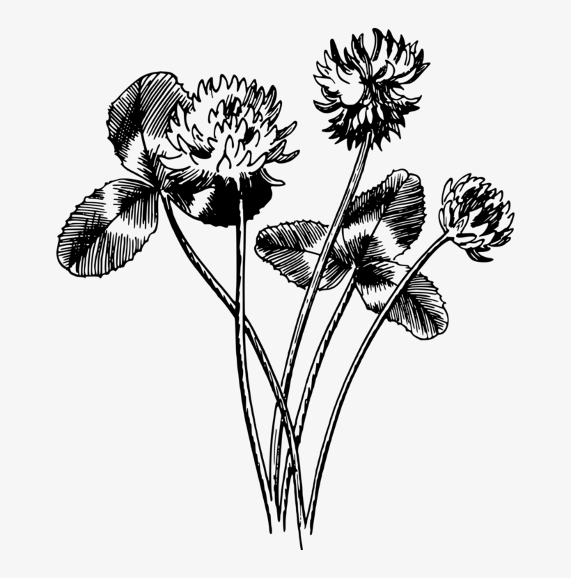 Drawing White Clover Four-leaf Clover Black And White - White Clover Drawing, transparent png #9689017