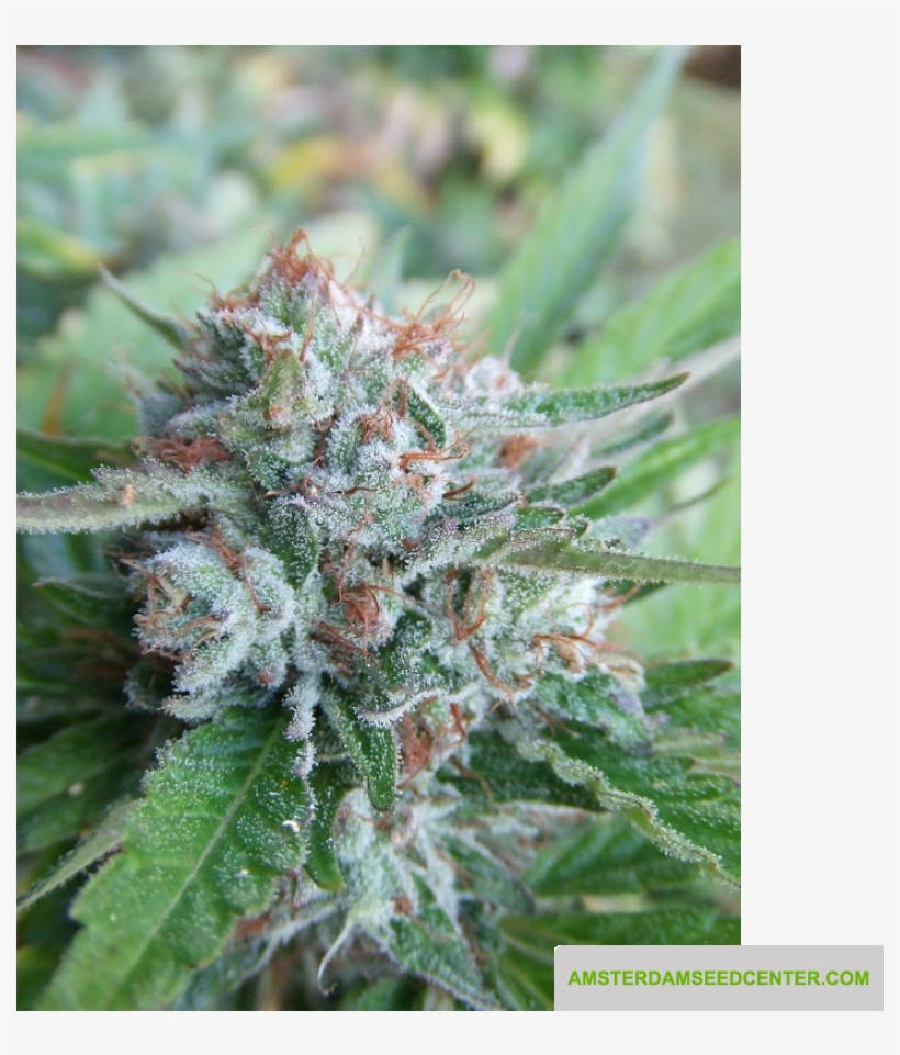 Bellini - Purple Punch X Gelato, transparent png #9690866
