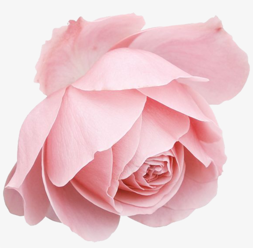 Rose Transprent Png Free Download - Rose Blue Drawings, transparent png #9692385