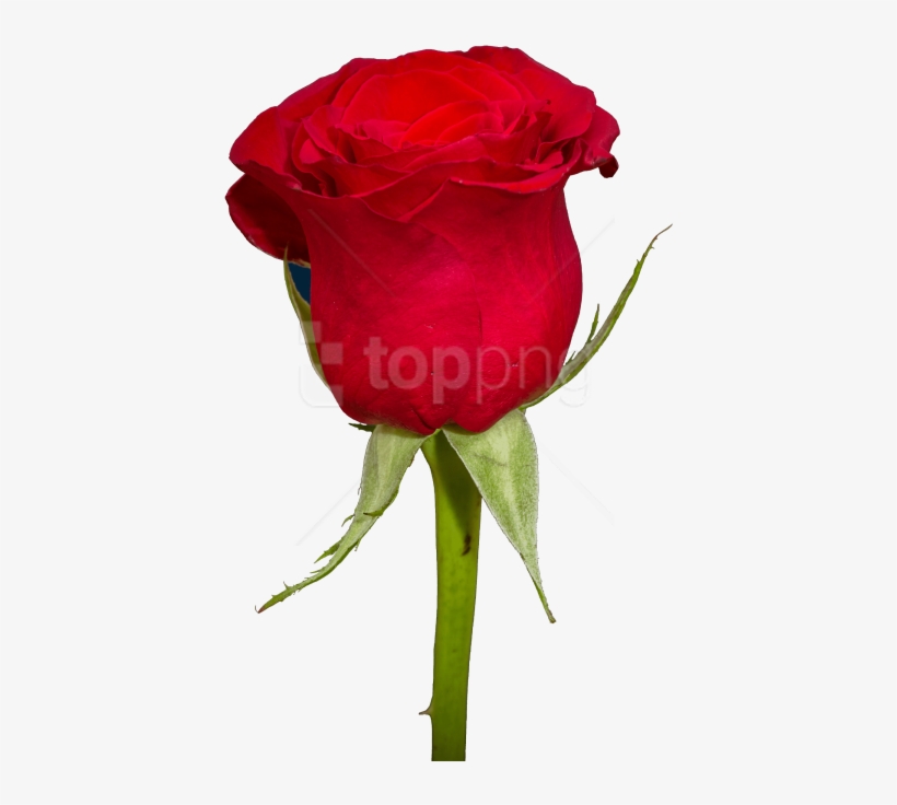 Free Png Download Rose Png Images Background Png Images - Gulab Ka Phool Png, transparent png #9692820