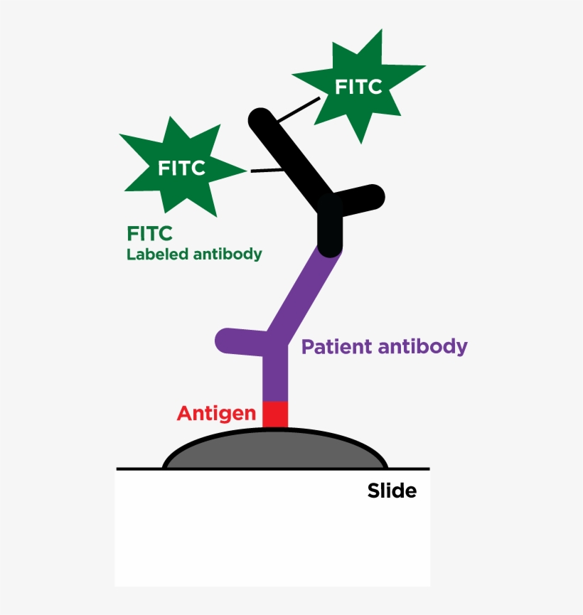 Indirect Ifa - Paymentsense, transparent png #9693871