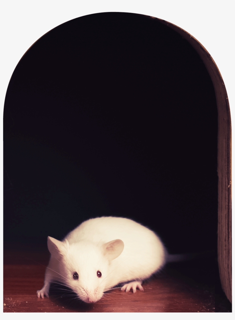 Sticker Trompe L Oeil Trou De Souris Et La Souris Blanche Rat Free Transparent Png Download Pngkey Sticker Trompe L Oeil Trou De Souris Et La Souris Blanche Rat Free Transparent Png Download Pngkey