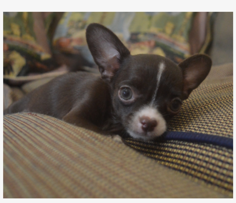600$ Chihuahua For Sale, Chihuahua Puppies, Chihuahuas, - Chihuahua, transparent png #9695009