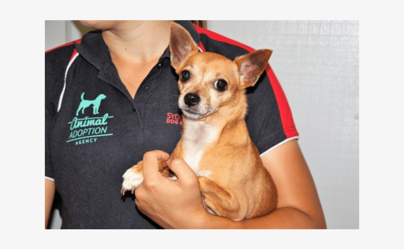 Donate To Petrescue, transparent png #9695439