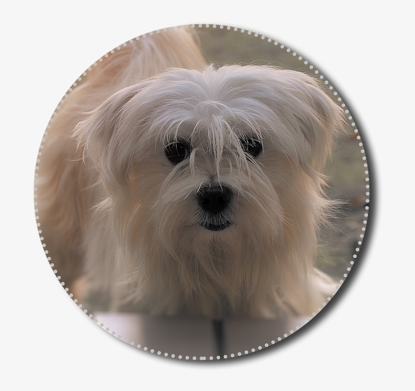 Chihuahua, Hybrid, Png, White, Move, Dog, Animal, Pet - Mal-shi, transparent png #9696079