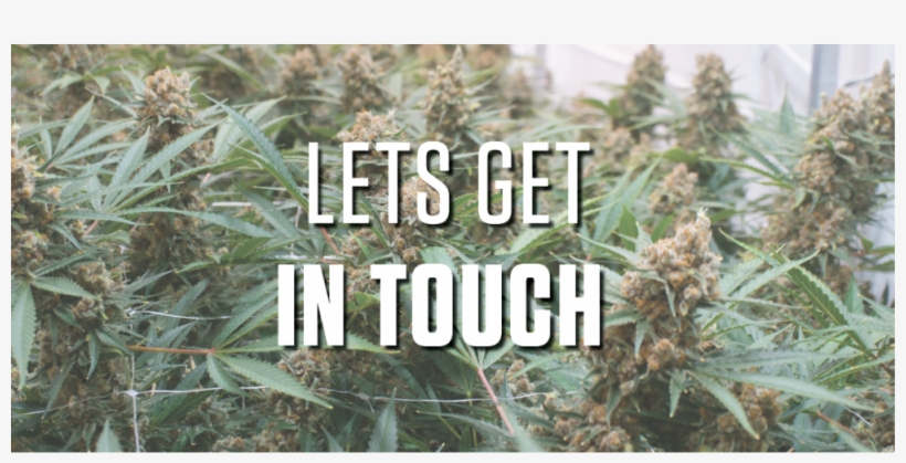 Roy Contact-header - Pine, transparent png #9696368