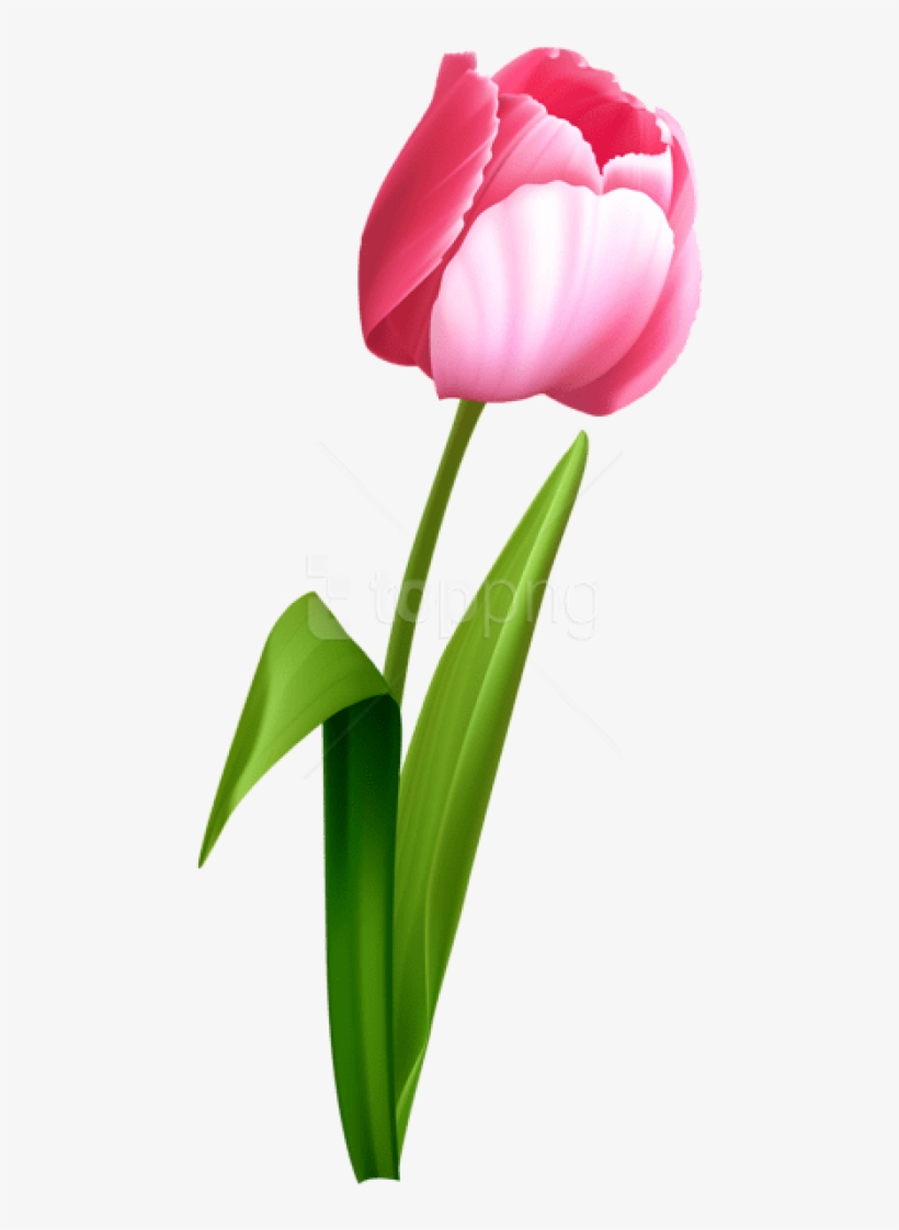 Free Png Download Pink Tulip Png Images Background - Transparent Background Tulip Clip Art, transparent png #9696474