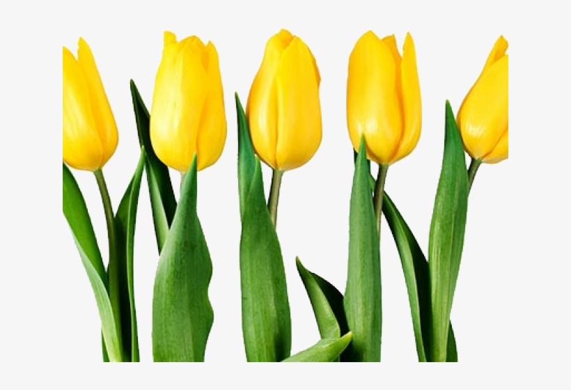 Yellow Tulip Transparent Background, transparent png #9696826
