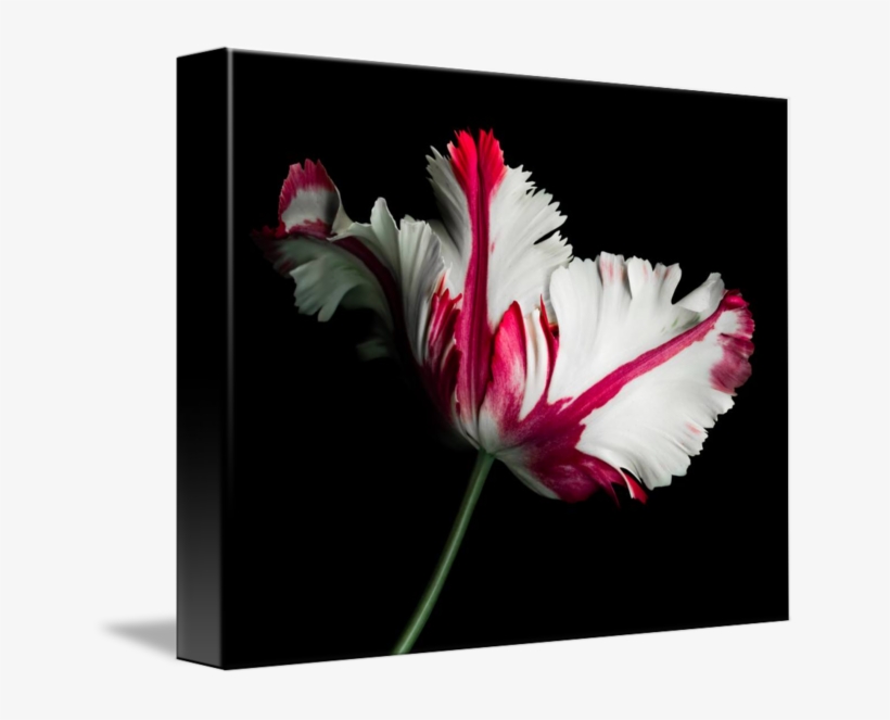 Red And White Parrot By Oscar Gutierrez - Red And White Parrot Tulip, transparent png #9697123