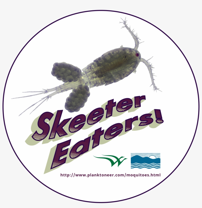 Plankton Png, transparent png #9697689