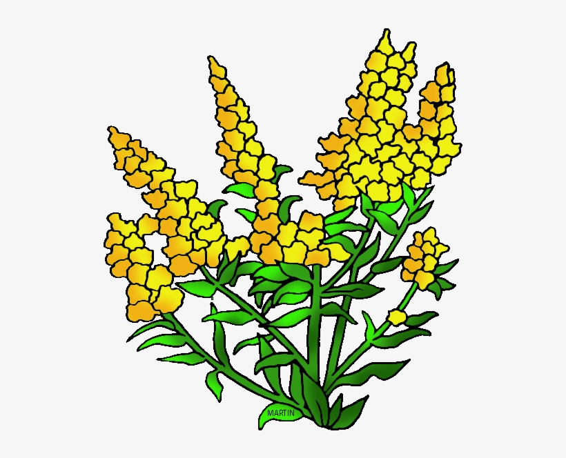 United States Clip Art By Phillip Martin, State Flower - Nebraska State Flower Clipart, transparent png #9697822
