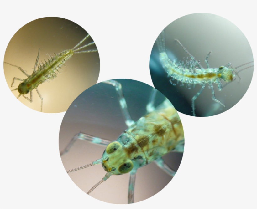 Plankton - Net-winged Insects, transparent png #9698186